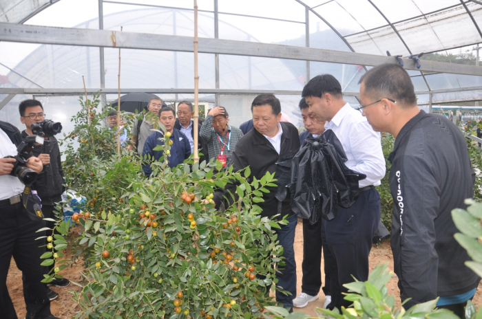 山西枣会2_编辑.jpg 山西枣会2_编辑.jpg
